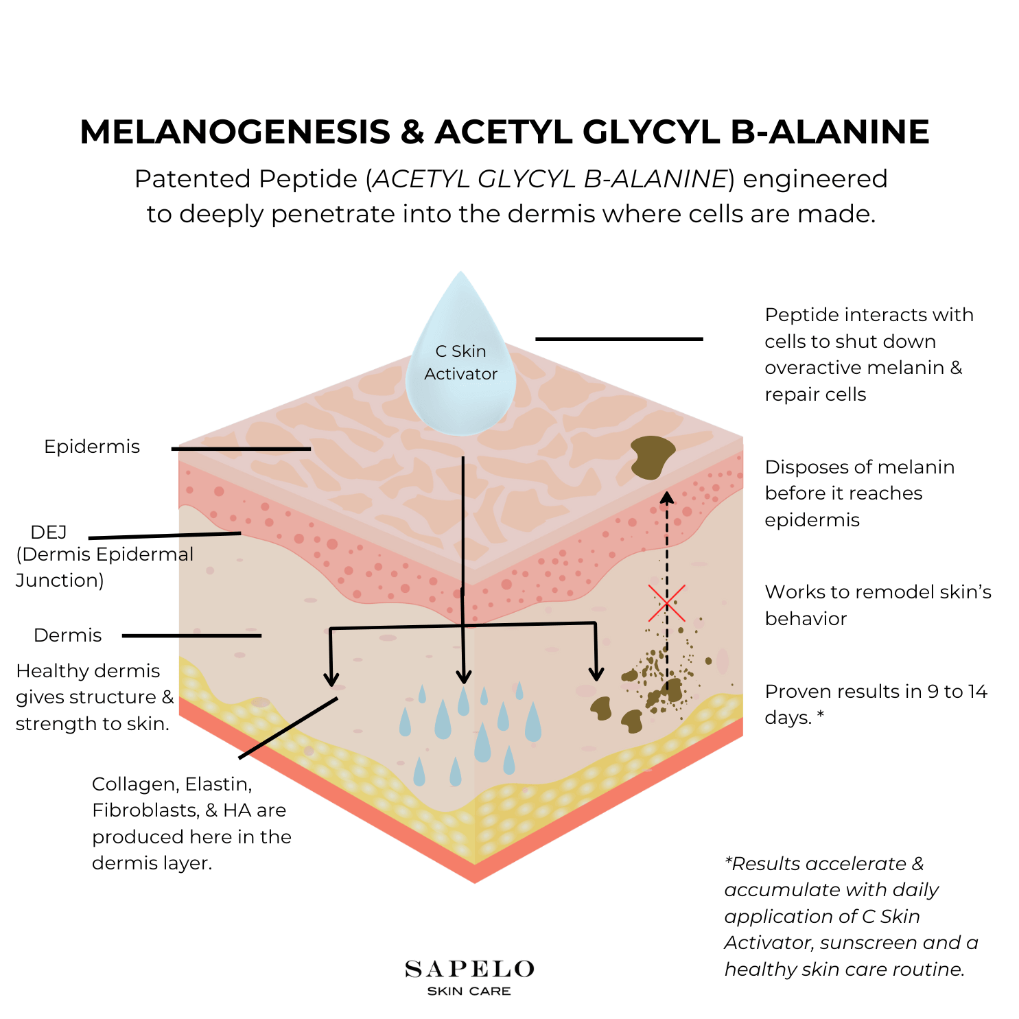 Diagram of benefits of Sapelo Skin Care C Skin Activator Serum-vitamin C Serum