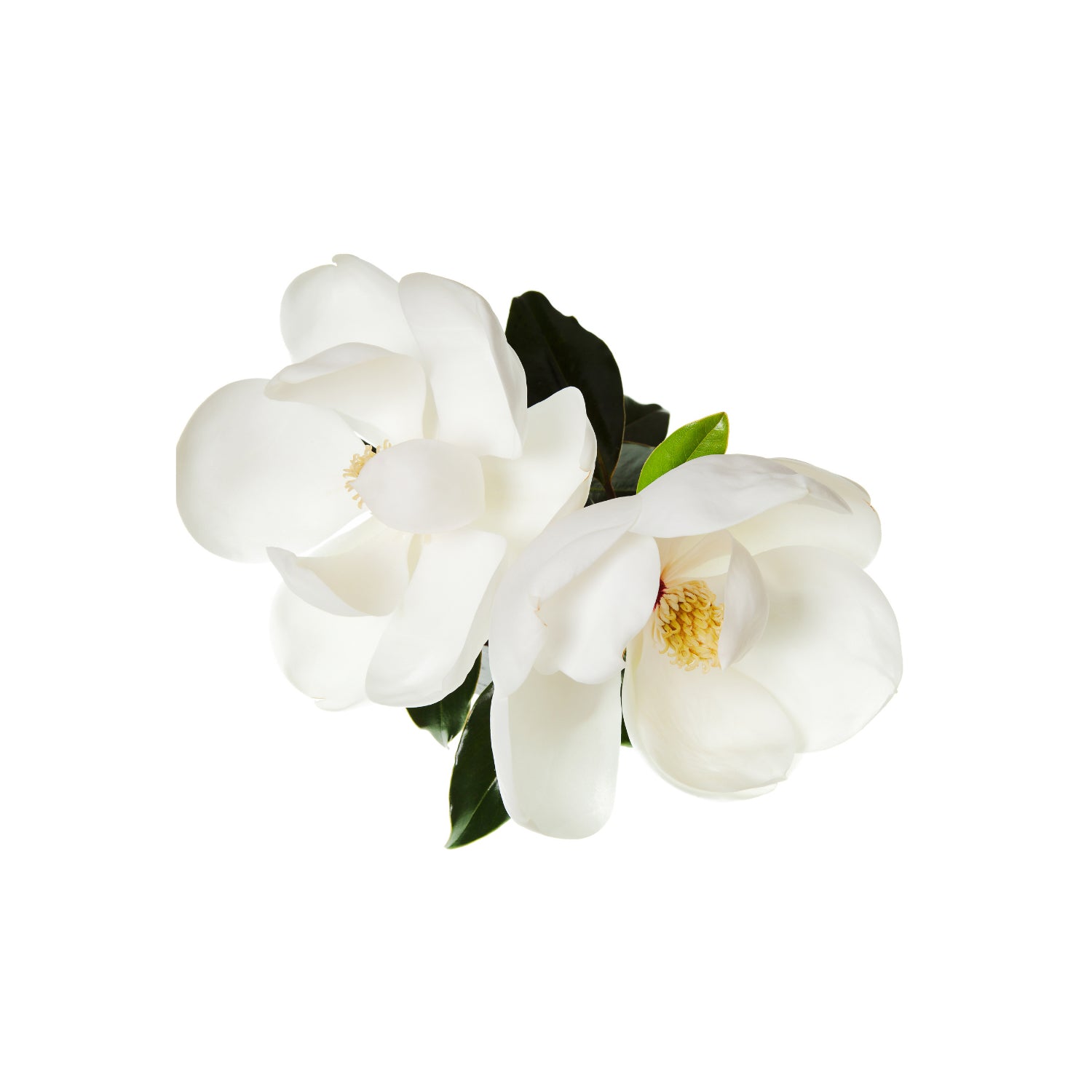 Beauty in Bloom with Flower Magazine